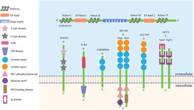 The functions and regulatory pathways of S100A8/A9 and its receptors in cancers
